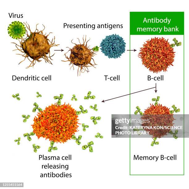 mechanisms of immune defence against viruses, illustration - blood plasma stock illustrations