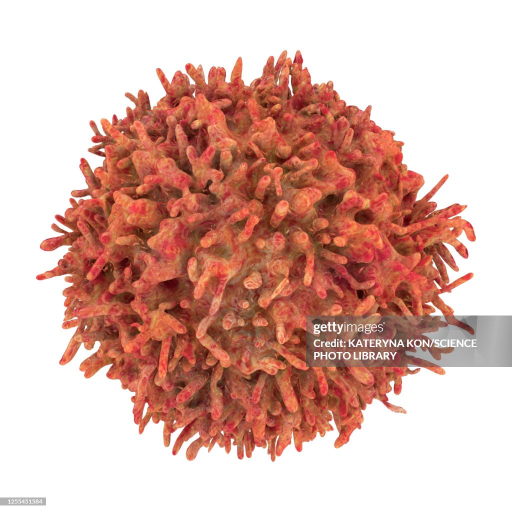 B-lymphocyte cells, illustration