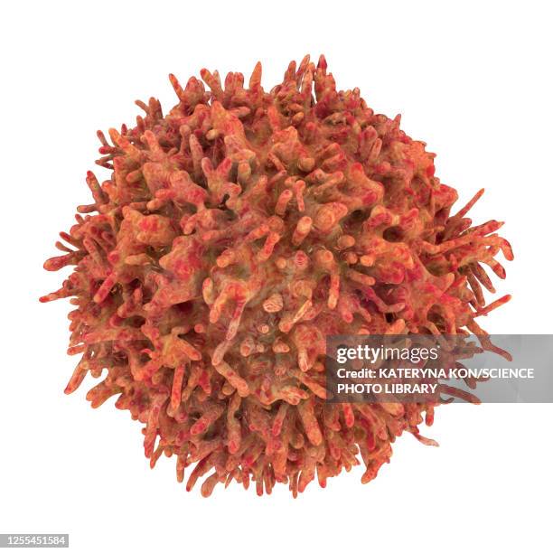 b-lymphocyte cells, illustration - lymphozyten stock-grafiken, -clipart, -cartoons und -symbole