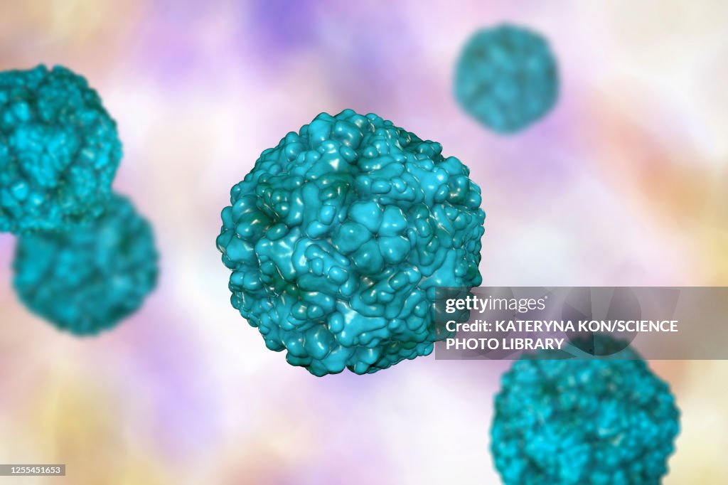 Enteroviruses, illustration