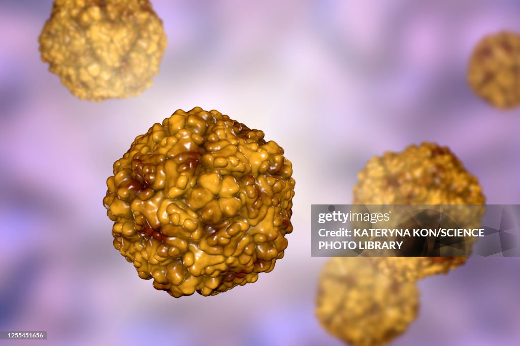 Enteroviruses, illustration
