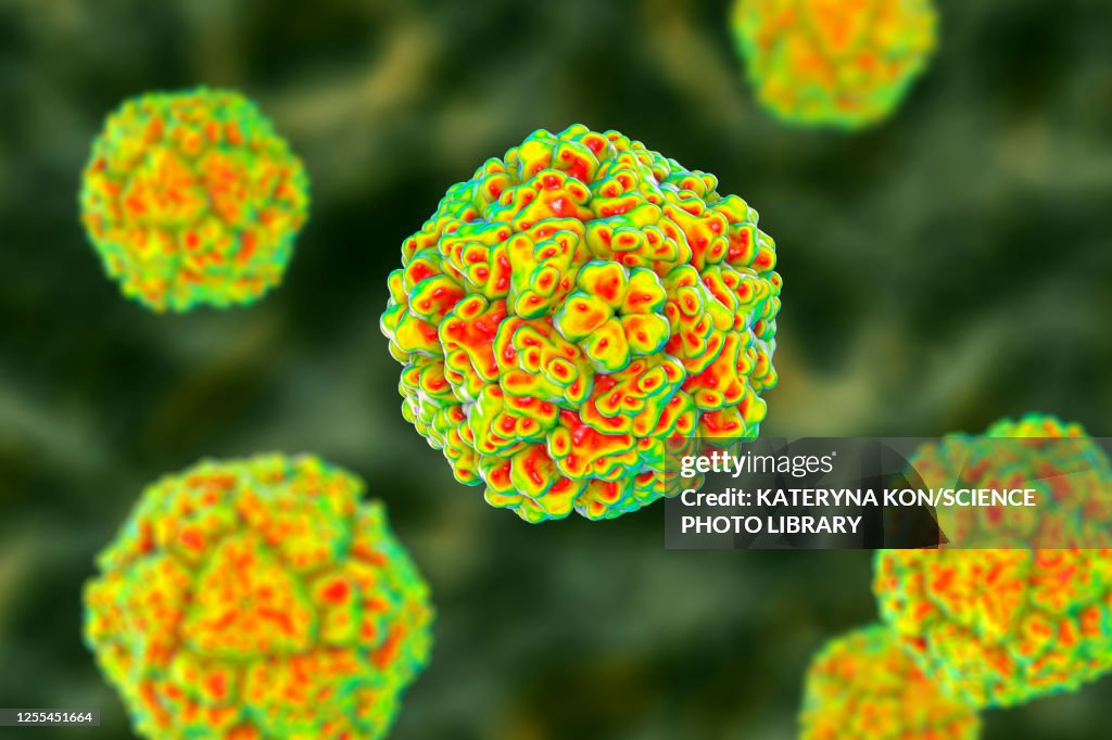 Enteroviruses, illustration