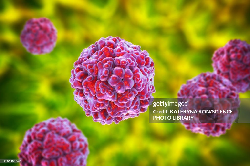 Enteroviruses, illustration