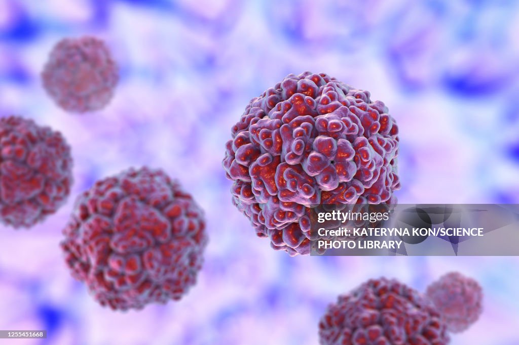 Enteroviruses, illustration