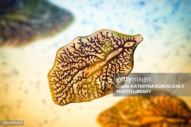 liver fluke, illustration - plattwurm stock-grafiken, -clipart, -cartoons und -symbole