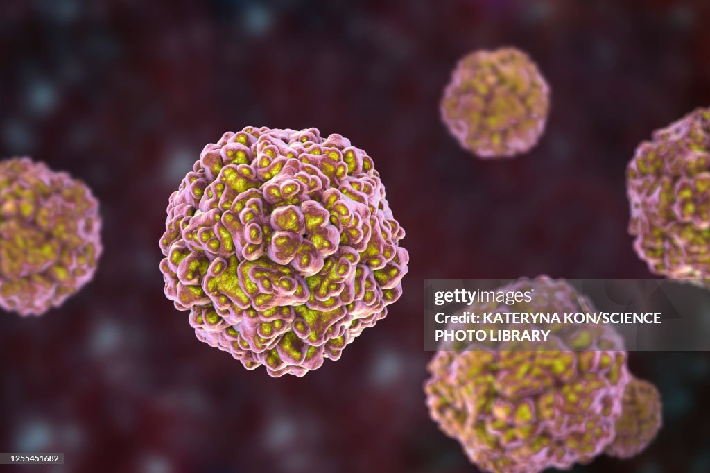 Enteroviruses, illustration