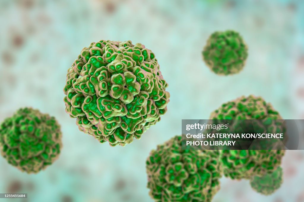 Enteroviruses, illustration