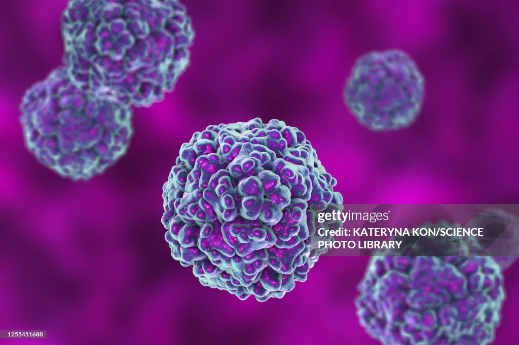 Enteroviruses, illustration