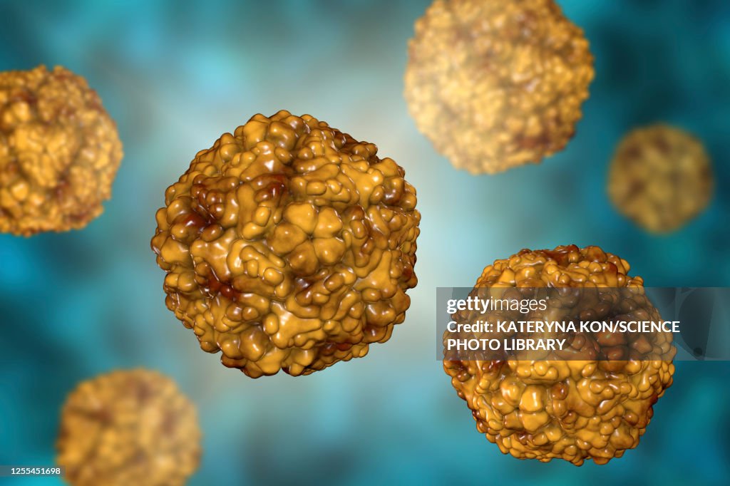 Enteroviruses, illustration