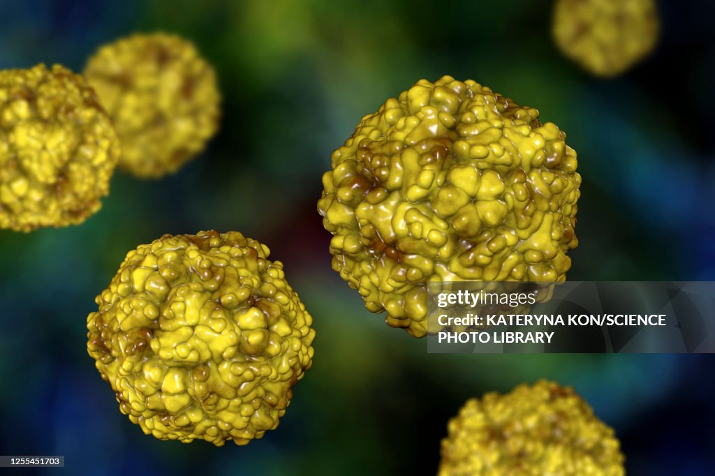 Enteroviruses, illustration