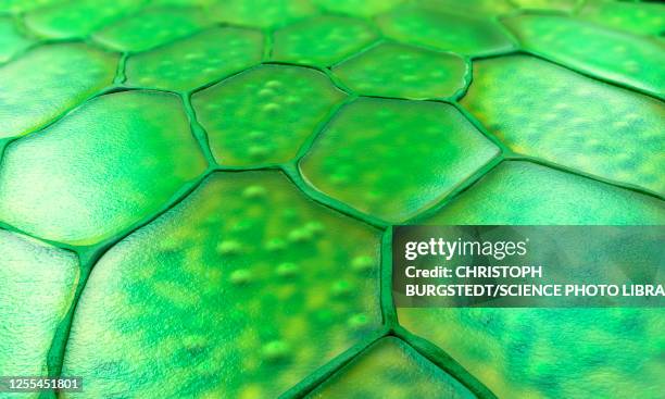 plant cells, illustration - photosynthesis stock-grafiken, -clipart, -cartoons und -symbole