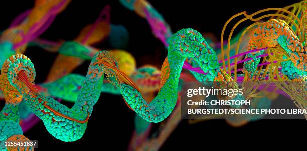 ilustraciones, imágenes clip art, dibujos animados e iconos de stock de protein, illustration - aminoácido