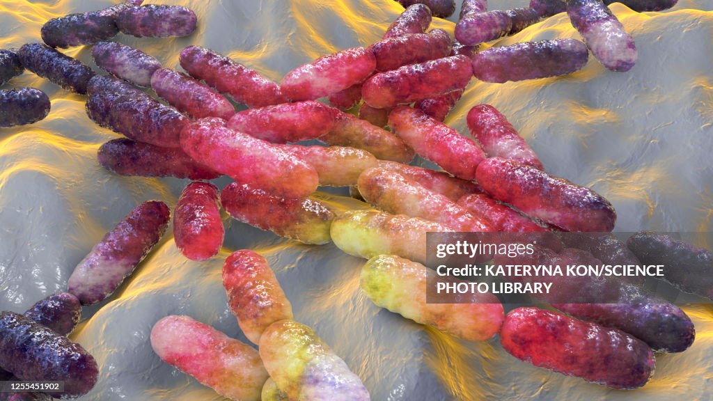 Lactobacillus bacteria, illustration