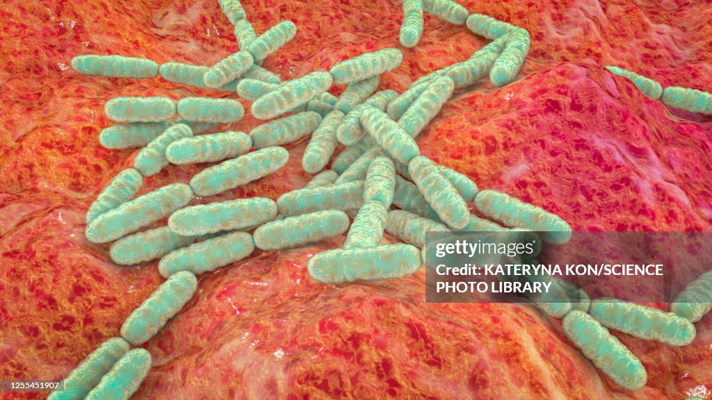 Lactobacillus bacteria, illustration