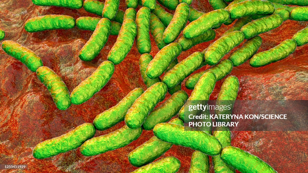 Lactobacillus bacteria, illustration