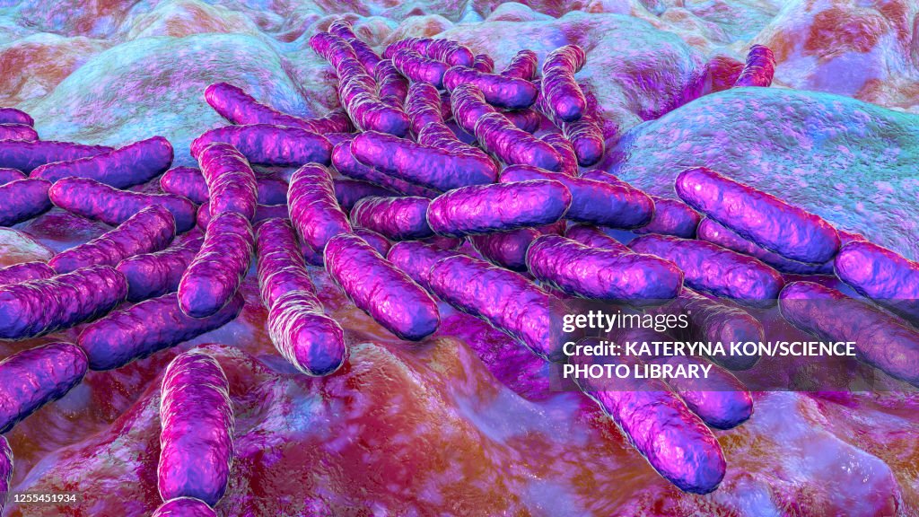 Lactobacillus bacteria, illustration