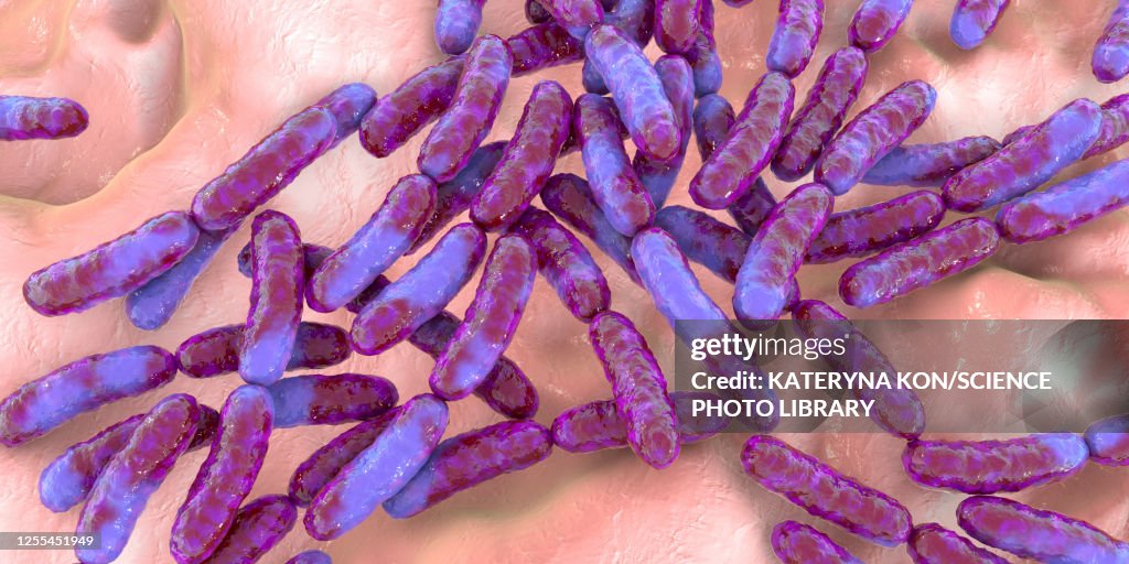 Lactobacillus bacteria, illustration
