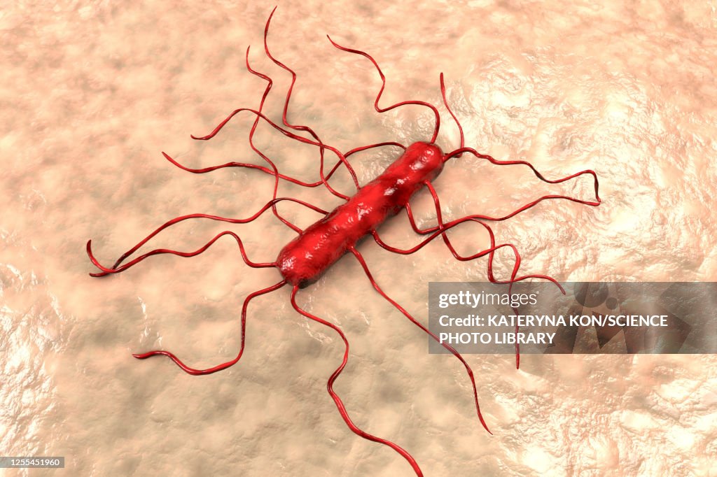 Listeria monocytogenes bacterium, illustration