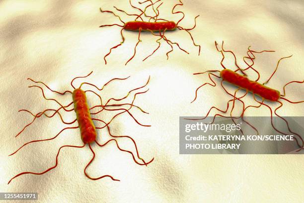 listeria monocytogenes bacteria, illustration - listeriose stock-grafiken, -clipart, -cartoons und -symbole