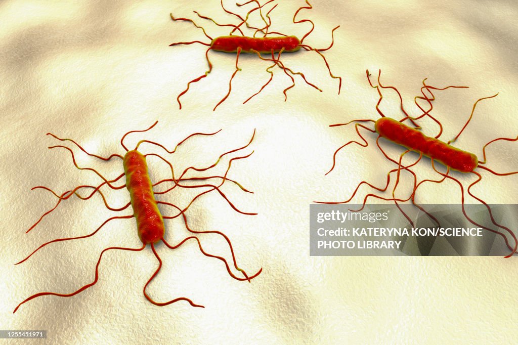 Listeria monocytogenes bacteria, illustration
