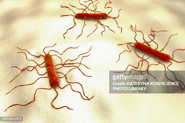 listeria monocytogenes bacteria, illustration - listeria monocytogenes stock illustrations