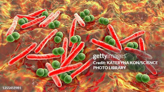 Mycobacterium and Streptococcus bacteria, illustration Mycobacterium and Streptococcus bacteria, illustration