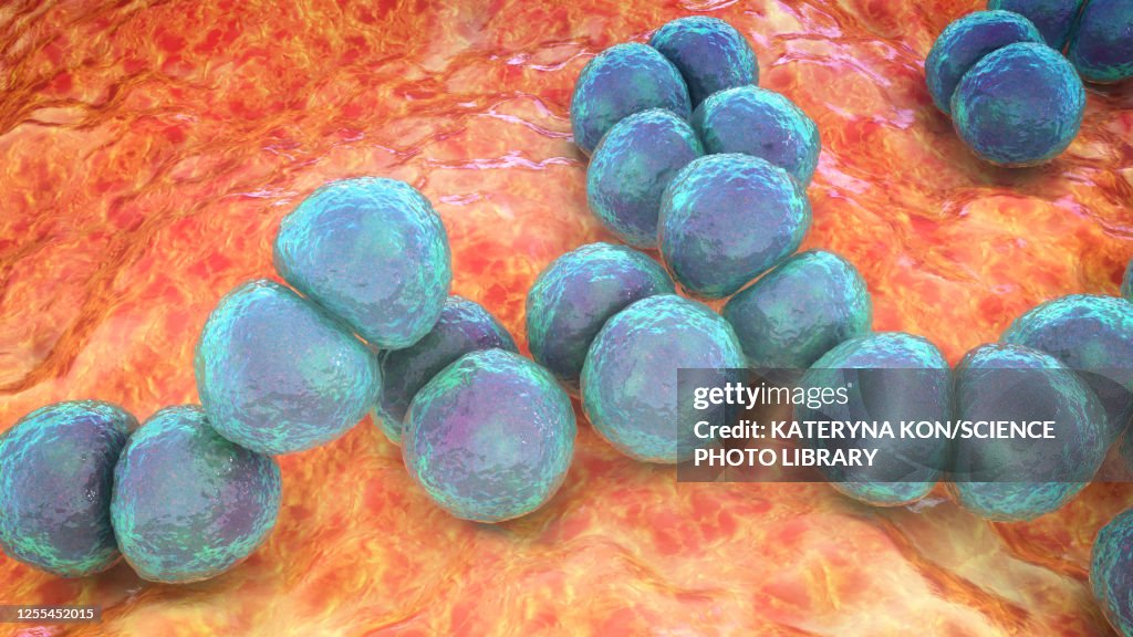 Streptococcus pneumoniae bacteria, illustration