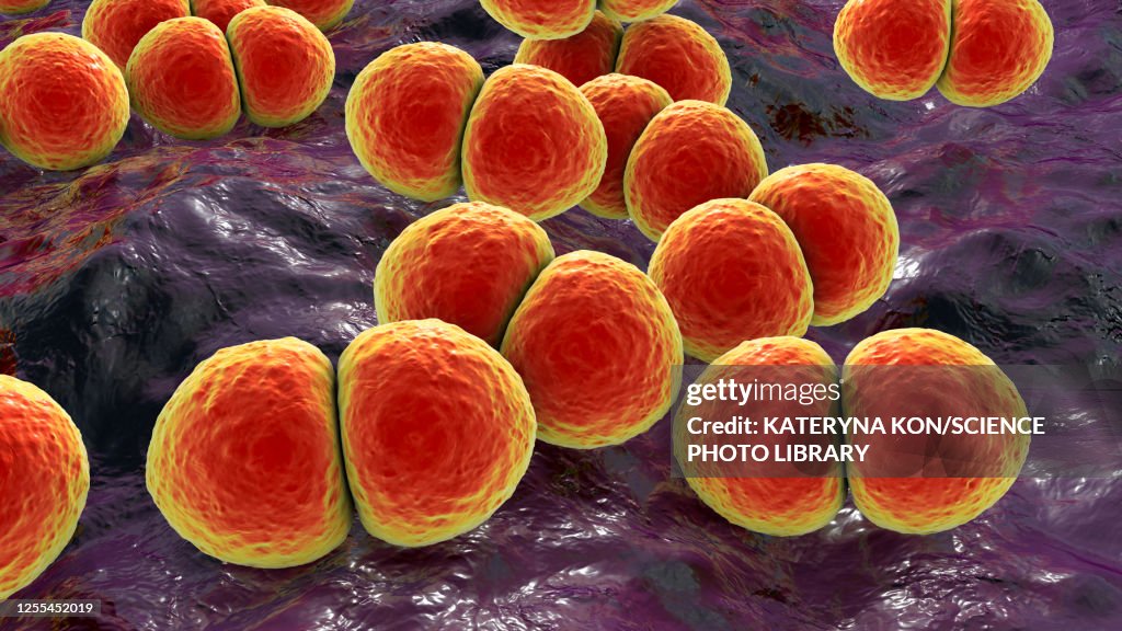 Streptococcus pneumoniae bacteria, illustration