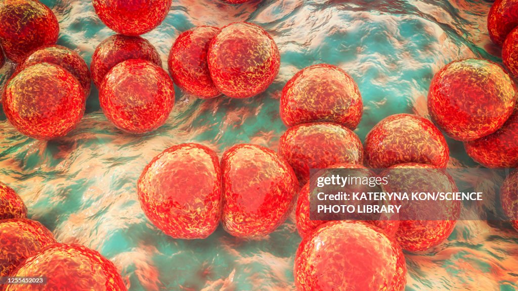 Streptococcus pneumoniae bacteria, illustration