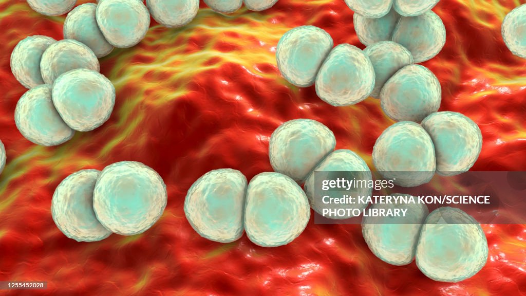 Streptococcus pneumoniae bacteria, illustration