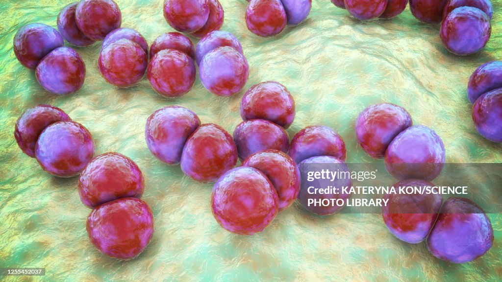 Streptococcus pneumoniae bacteria, illustration