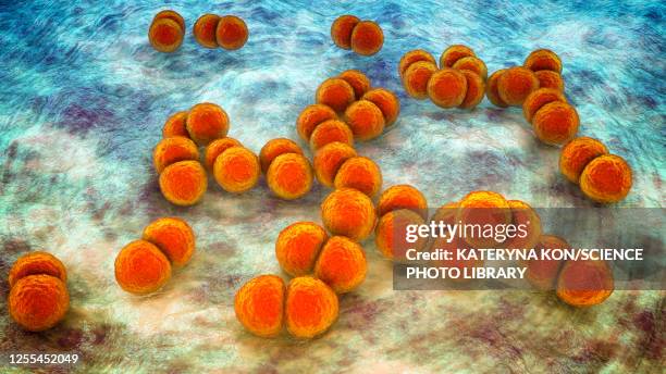 streptococcus pneumoniae bacteria, illustration - meningitis stock-grafiken, -clipart, -cartoons und -symbole