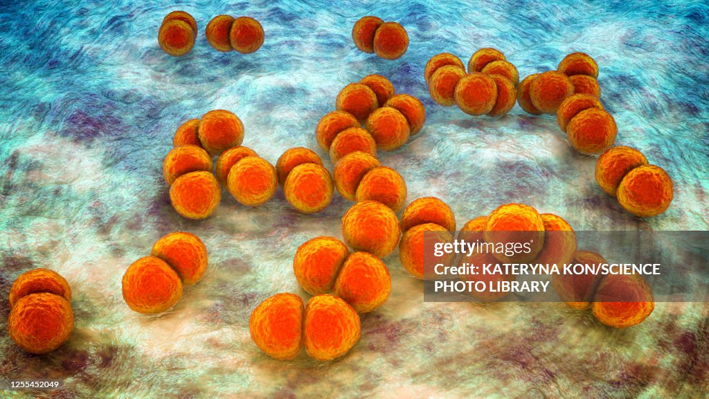 Streptococcus pneumoniae bacteria, illustration