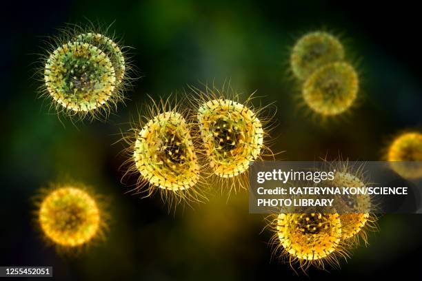 meningitis bacteria, illustration - meningococcal stock-grafiken, -clipart, -cartoons und -symbole