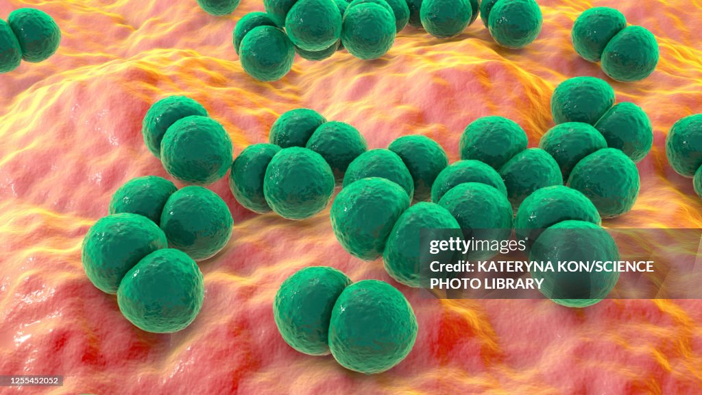 Streptococcus pneumoniae bacteria, illustration