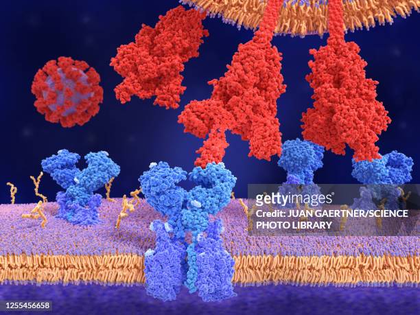 coronavirus spike protein and receptor, illustration - spike protein stock illustrations