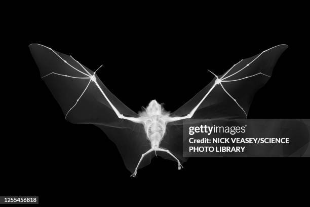 flying fox, x-ray - bats flying ストックフォトと画像