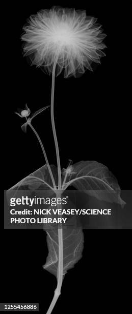 chrysanthemum flower stem with leaves, x-ray - xray flowers stockfoto's en -beelden