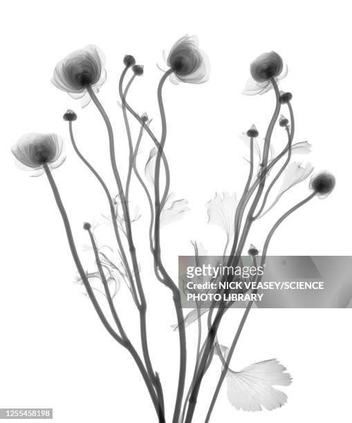 buttercup (ranunculus sp.), x-ray - flower x ray stock pictures, royalty-free photos & images
