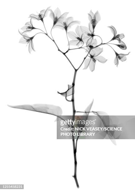 aubergine (solanium sp.), x-ray - flower x ray stock pictures, royalty-free photos & images