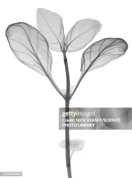 basil, x-ray - basil leaf stock pictures, royalty-free photos & images