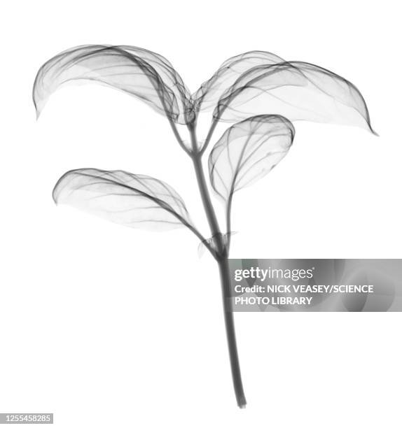 basil, x-ray - basil stock pictures, royalty-free photos & images