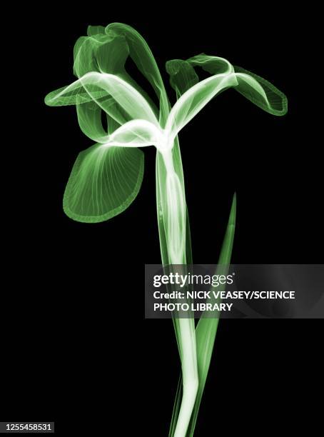 iris, x-ray - xray flowers stock pictures, royalty-free photos & images