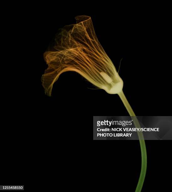 field pumpkin (cucurbita pepo), x-ray - flower x ray stock pictures, royalty-free photos & images