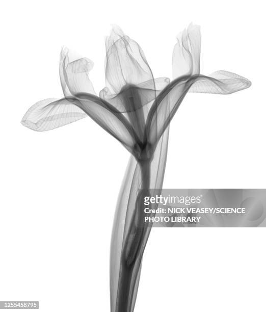 iris, x-ray - flower x ray stock pictures, royalty-free photos & images