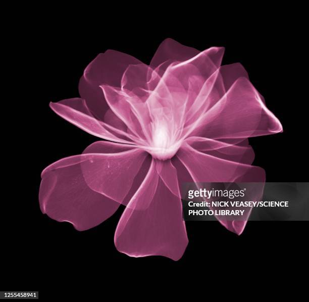 magnolia (magnolia virginiana) flower head, x-ray - xray flowers stockfoto's en -beelden