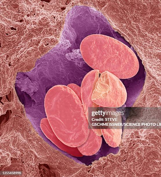 snake red blood cells, sem - electron micrograph plant cell stock illustrations