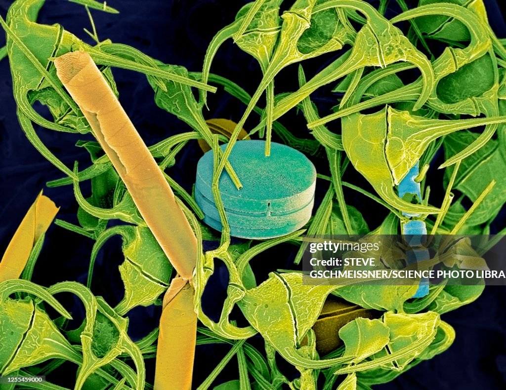 Plankton, SEM