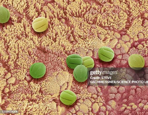 nasal epithelium and pollen, sem - long nose stockfoto's en -beelden