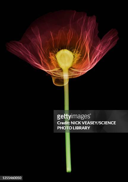 poppy (papaver orientalis), x-ray - xray flowers stockfoto's en -beelden